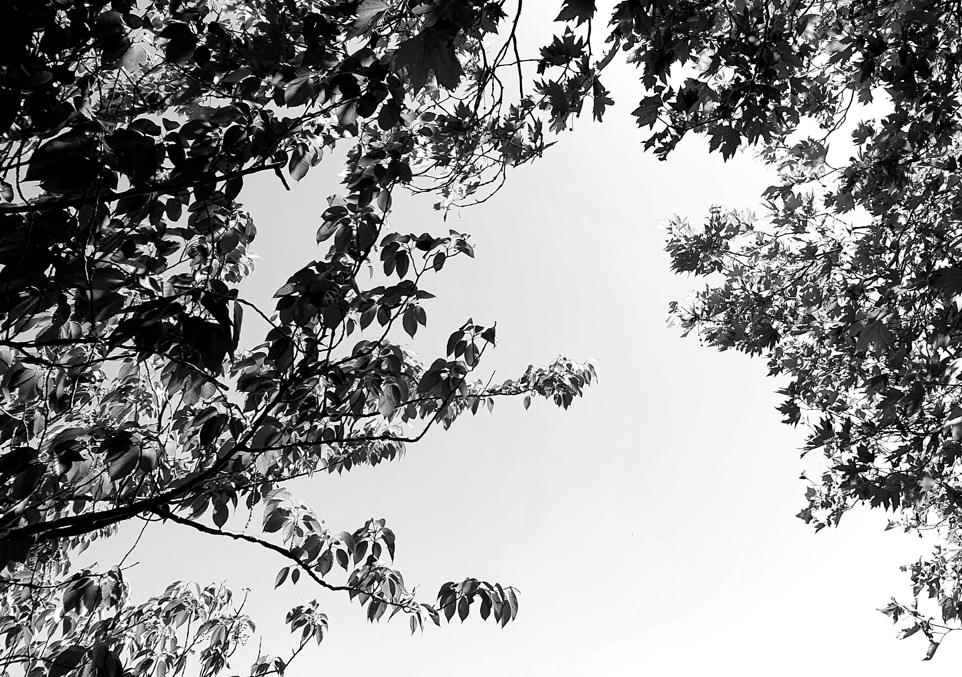 black and white tree/sky image, attempt 2