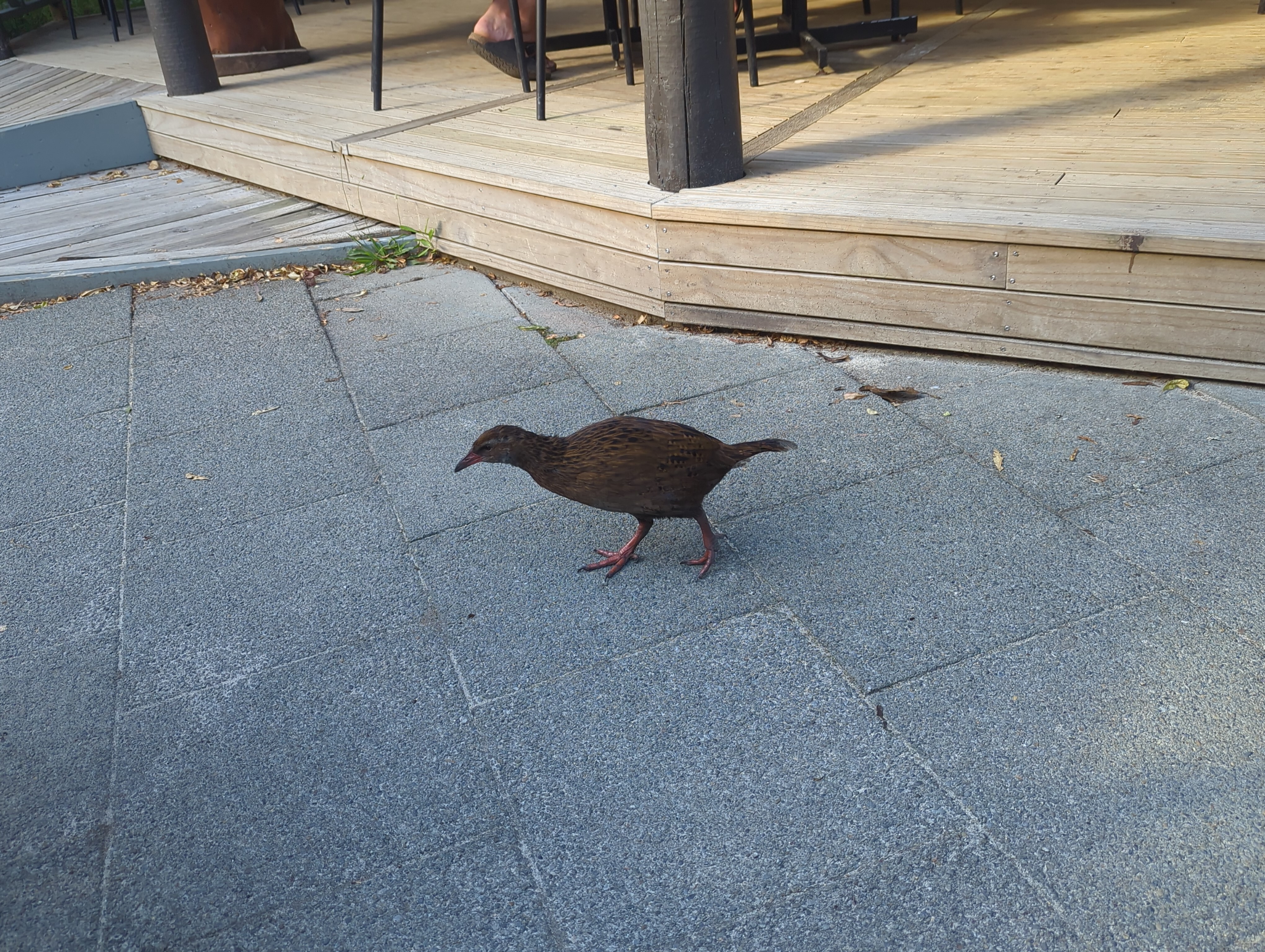 photo of weka on ground in outdoor bar