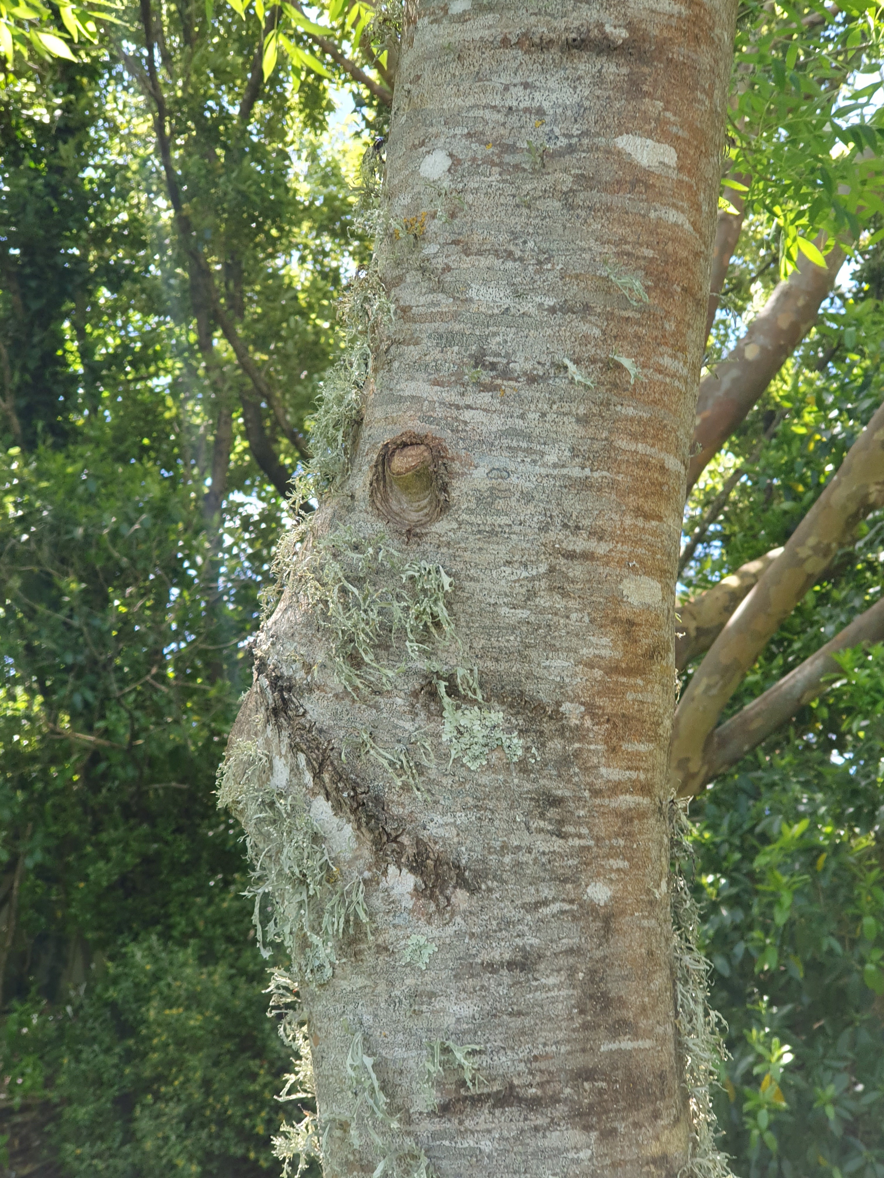 photo of face shape on tree