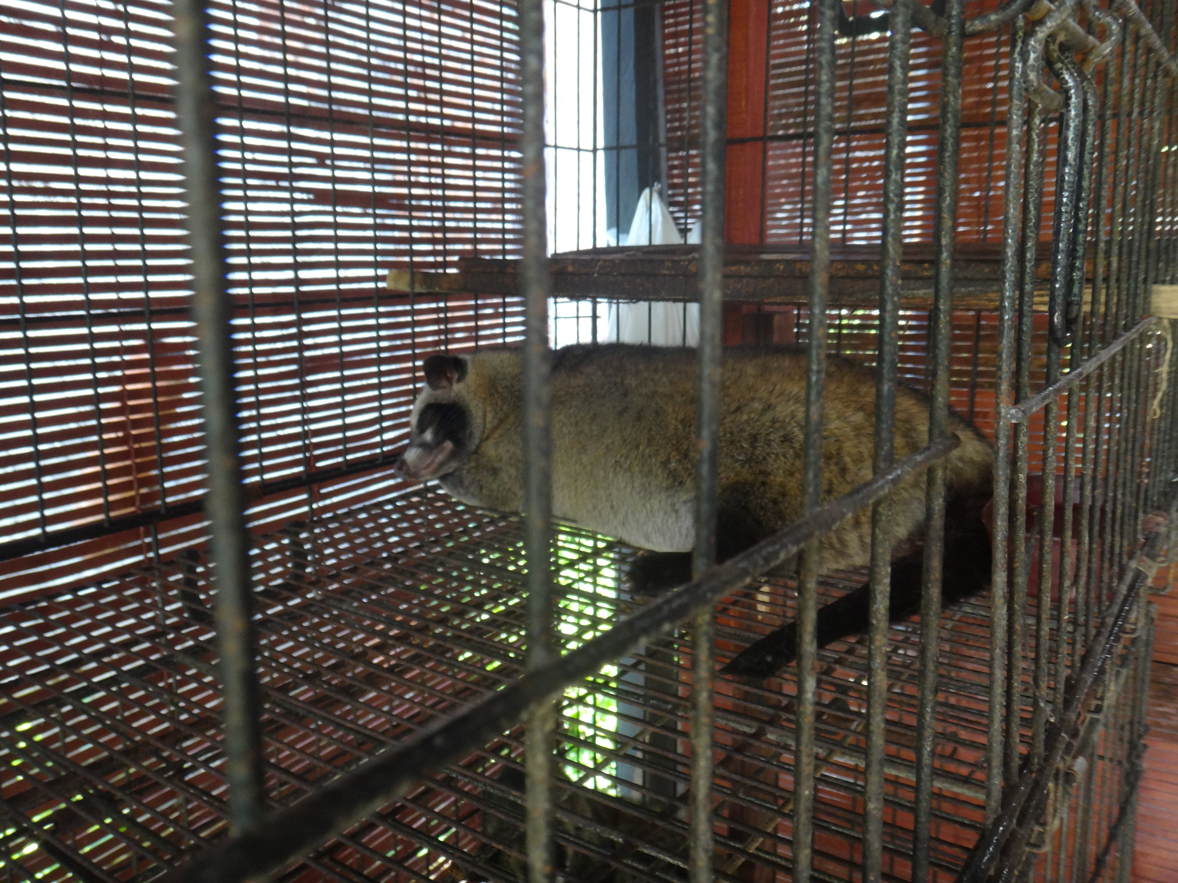 photo of civet in cage