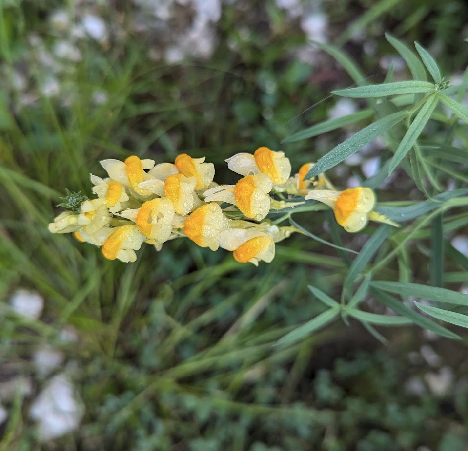 Close-up of morning dew on flowers.