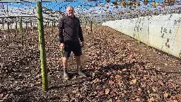 'It worked really well': Kerikeri orchard trials alternatives to Hi Cane