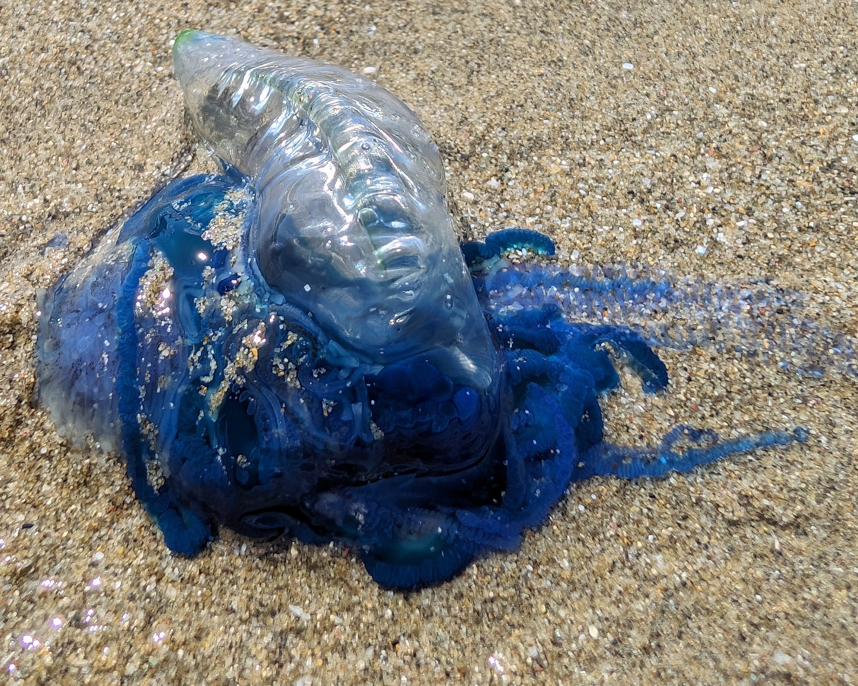 Blue bottle jellyfish (Lyall Bay)