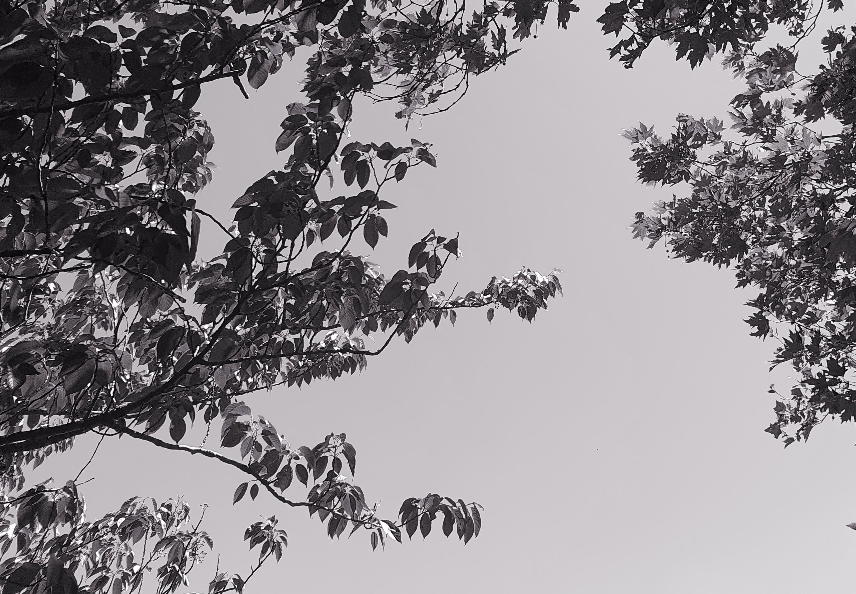 black and white picture of trees and sky
