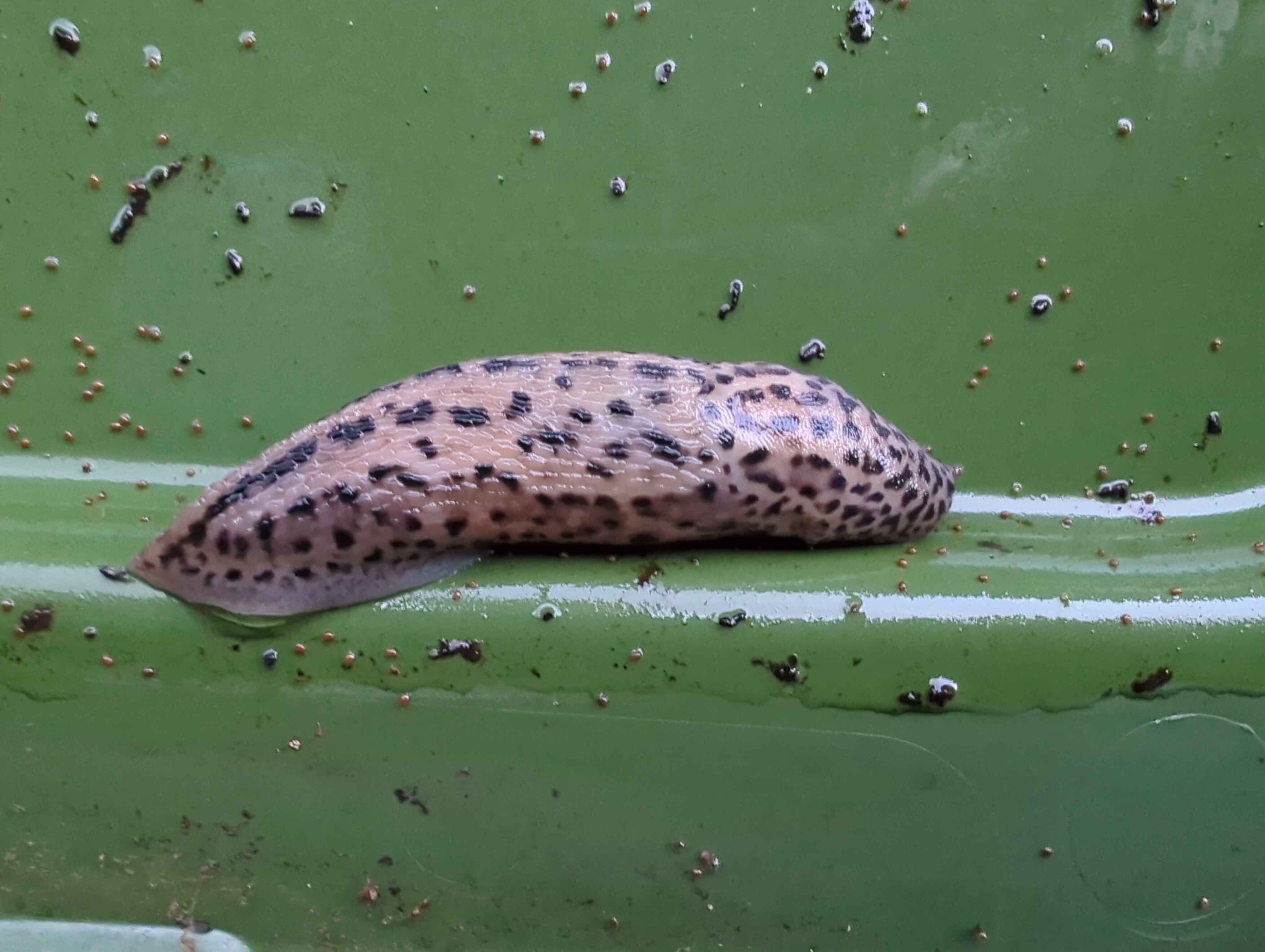 picture of leopard slug